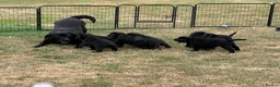 Labrador Retriever dogs for sale: Show Labrador puppies  in Sevenoaks - Advert 12