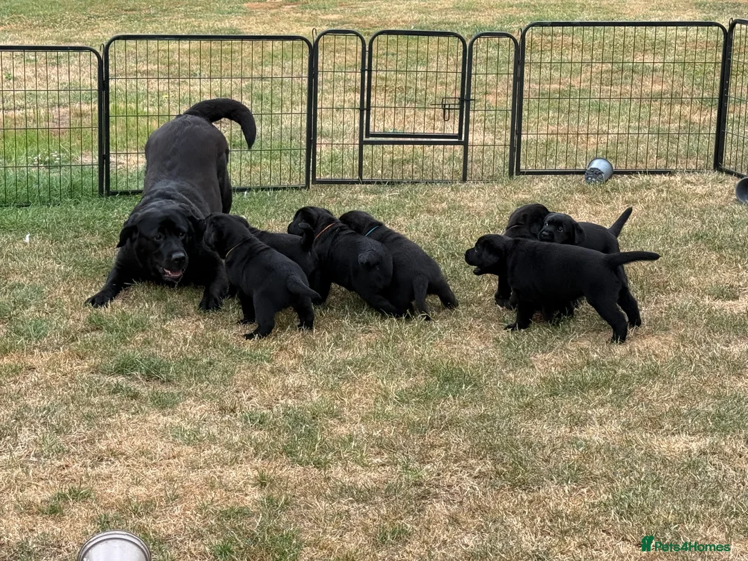 Labrador Retriever dogs for sale: Show Labrador puppies  in Sevenoaks - Advert 12