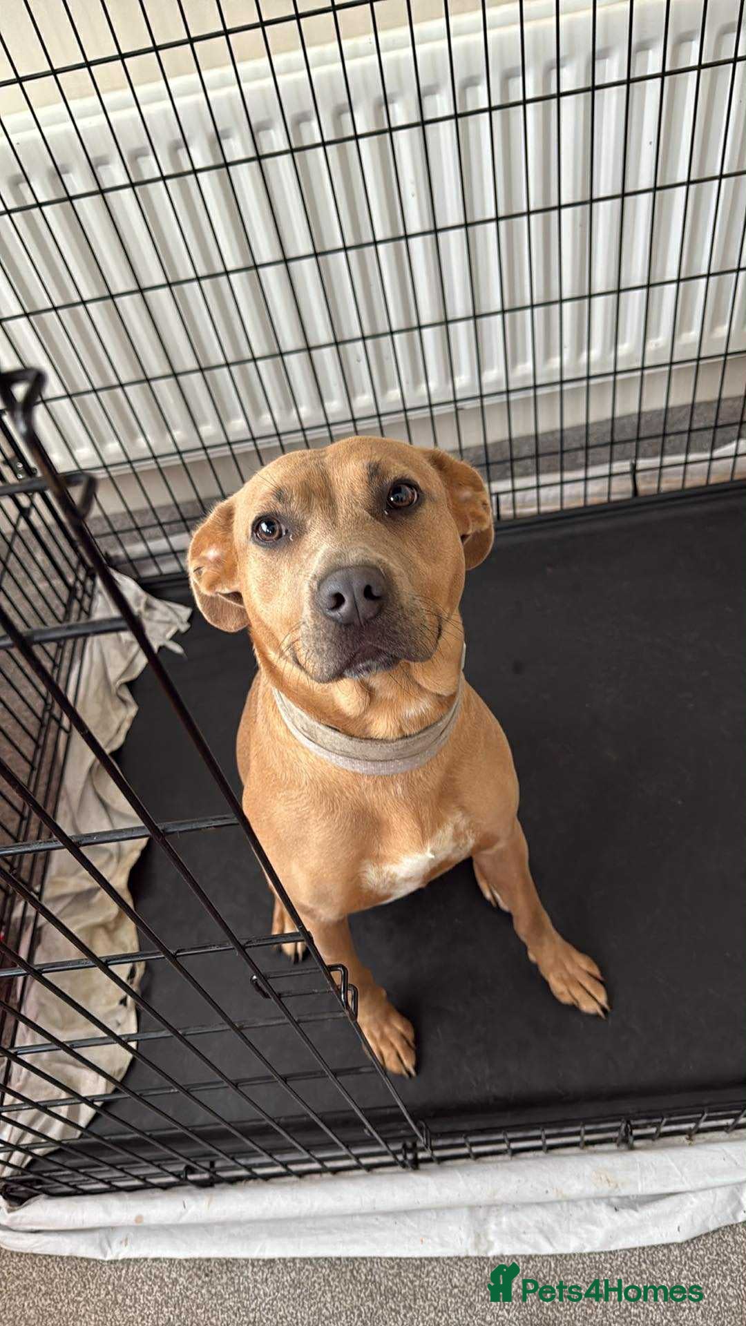 Mixed Breed dogs for sale: Mixed breed female dog - Advert 4