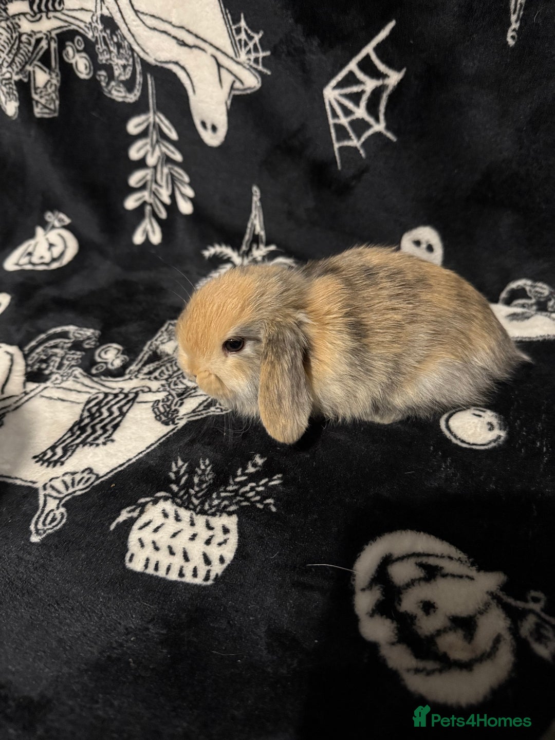 Mini Lop rabbits for sale: 3 Harlequin Mini Lops Available - Advert 9