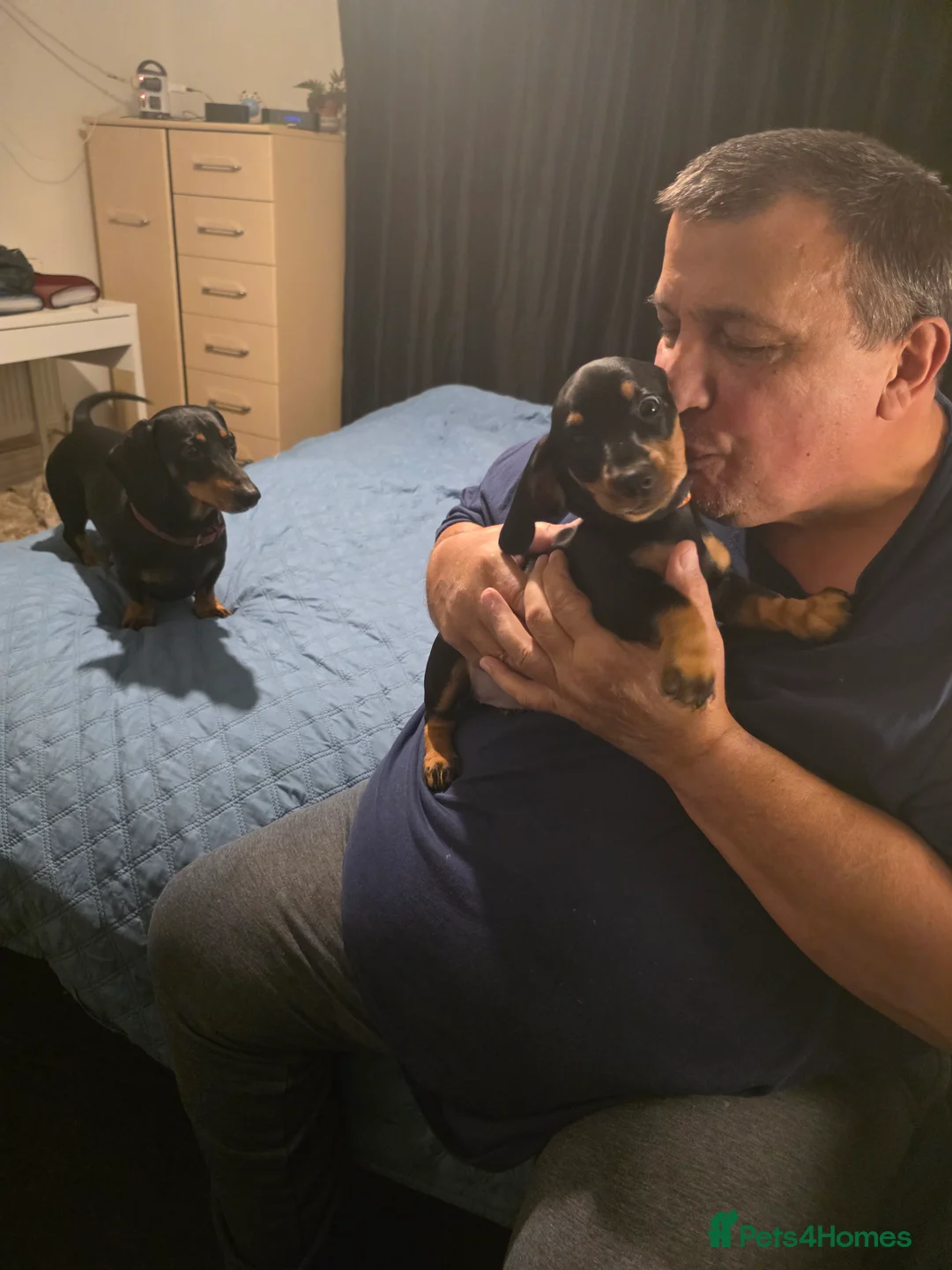 Dachshund dogs for sale: Outstanding Purebred Dachshunds: Health-Tested💎 - Advert 17