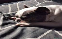 French Bulldog dogs for sale: 4 year old male french bulldog - Image 3
