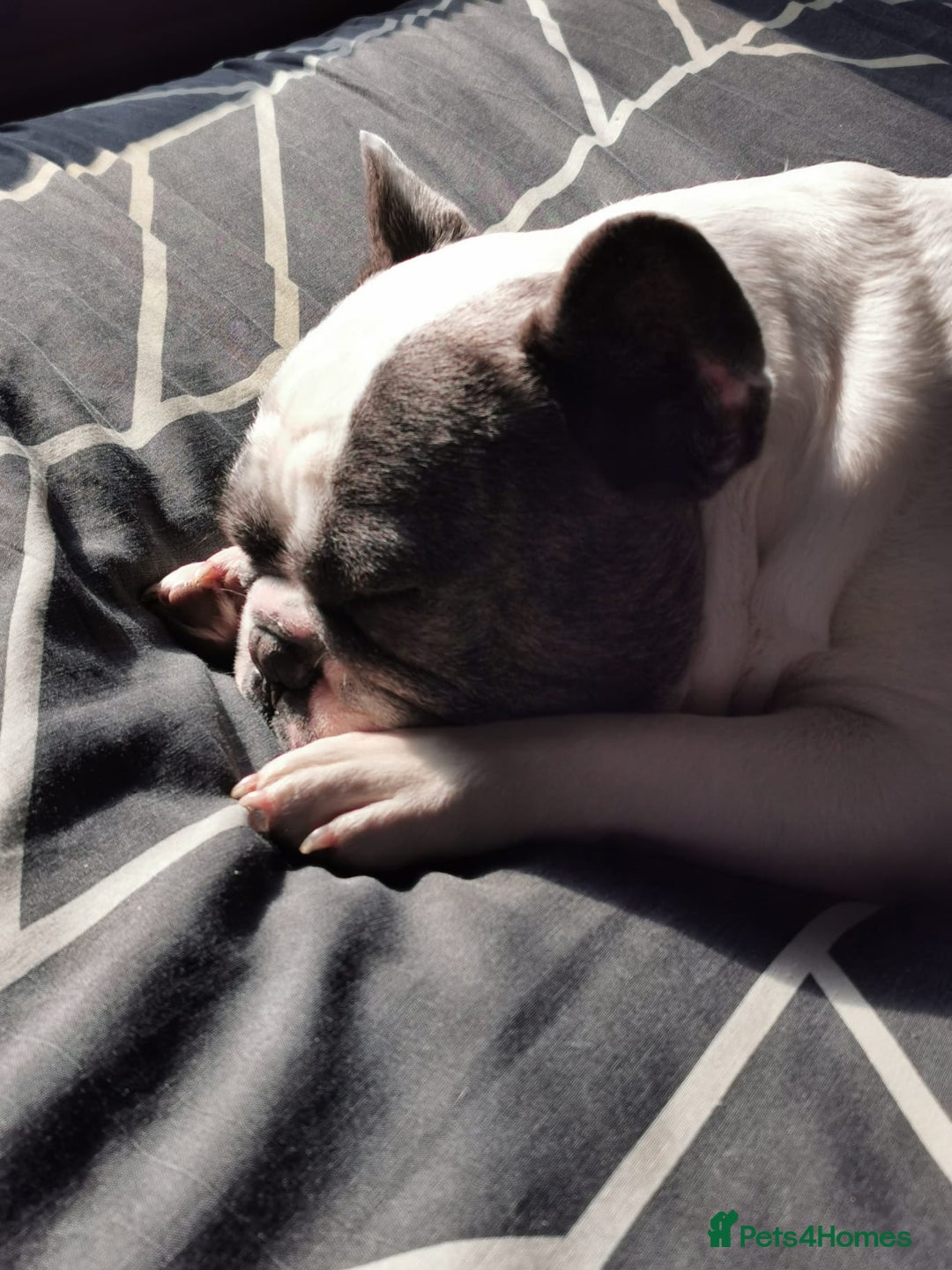 French Bulldog dogs for sale: 4 year old male french bulldog - Image 3