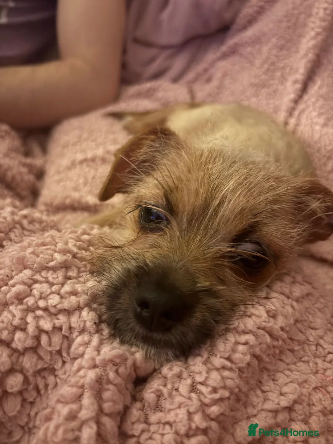 Mixed Breed dogs for sale: Chihuahua cross Lhasa apso cross Shih Tzu - Advert 2