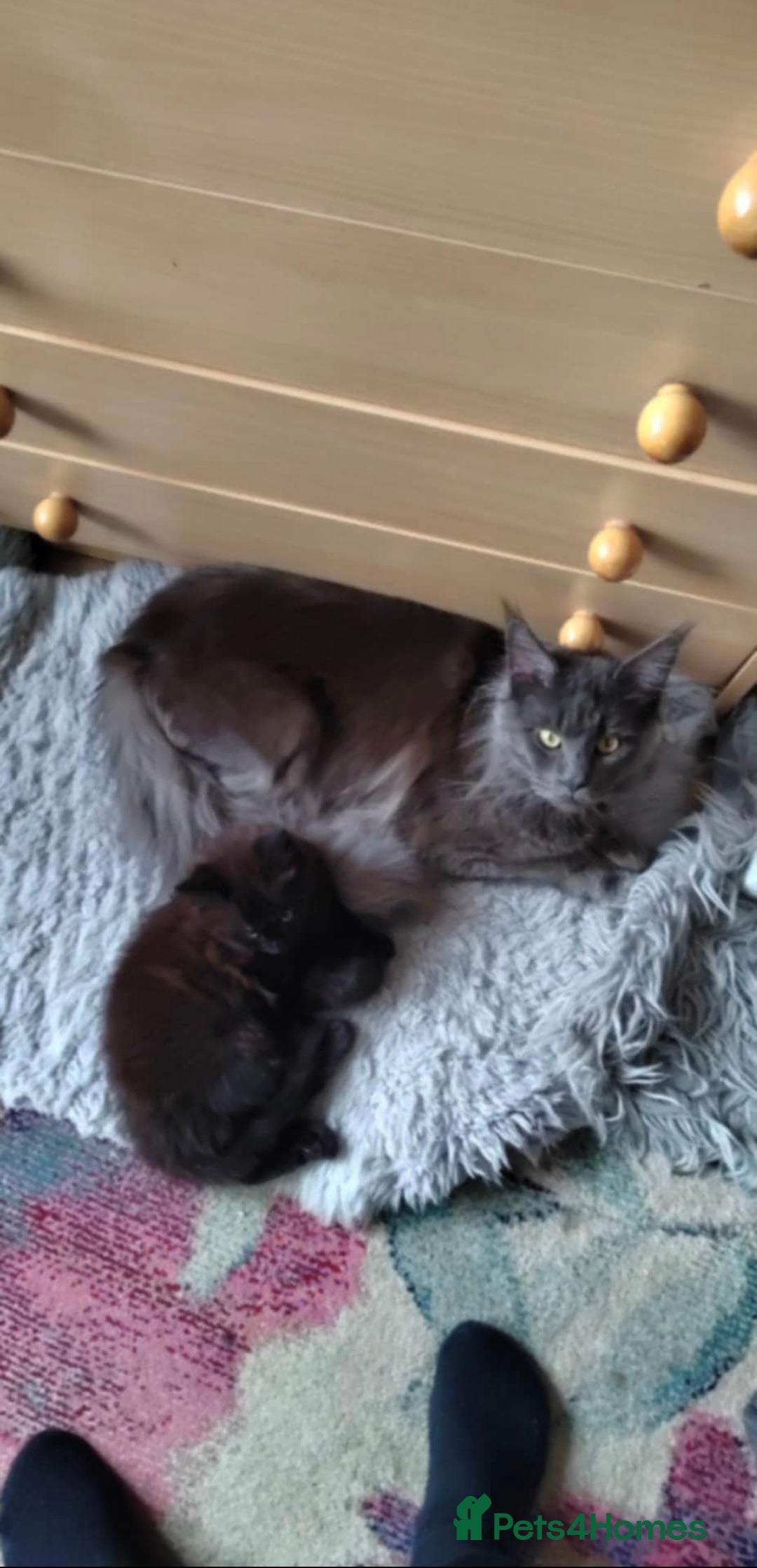 Maine Coon cats for sale: 2 sweet boys looking for new home - Image 10