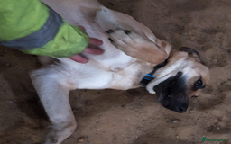 German Shepherd dogs for adoption: Kerry - the unluckiest dog at 2nd Chance - Image 4