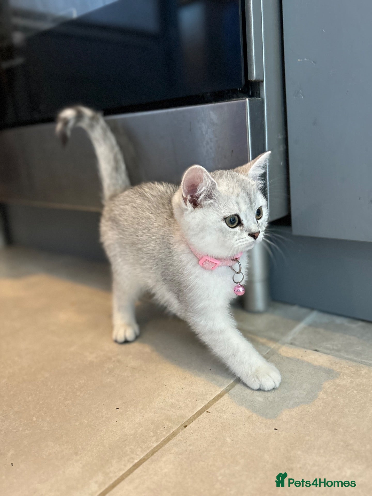 British Shorthair cats Stunning Snow Spot BSH Kittens  - Advert 2