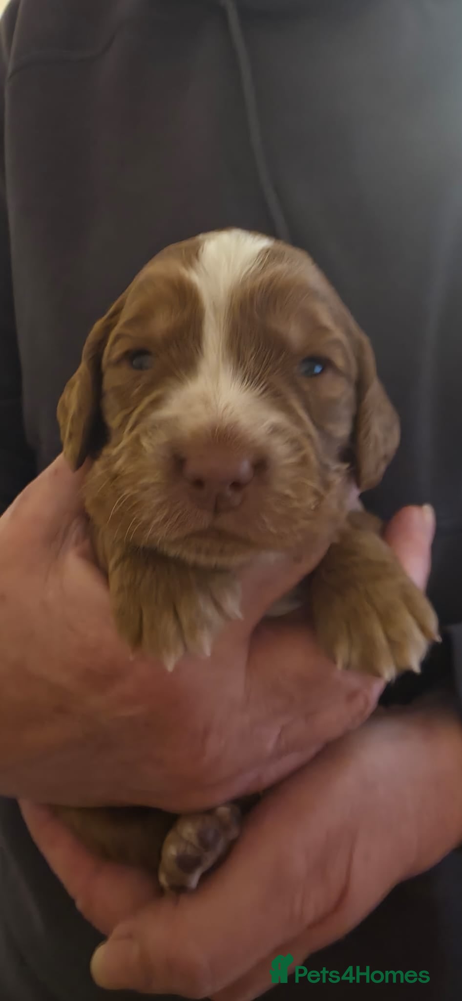 Cocker Spaniel dogs for sale: KC REGISTERED WORKING COCKER SPANIEL PUPPIES 🐶  - Advert 2