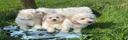 Bichon Frise dogs for sale: bichon Frise puppies  - Advert 11