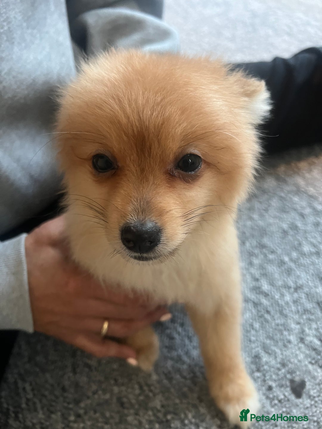 Mixed Breed dogs for sale: The cutest Pups: German & Japanese Pomeranian - Advert 8