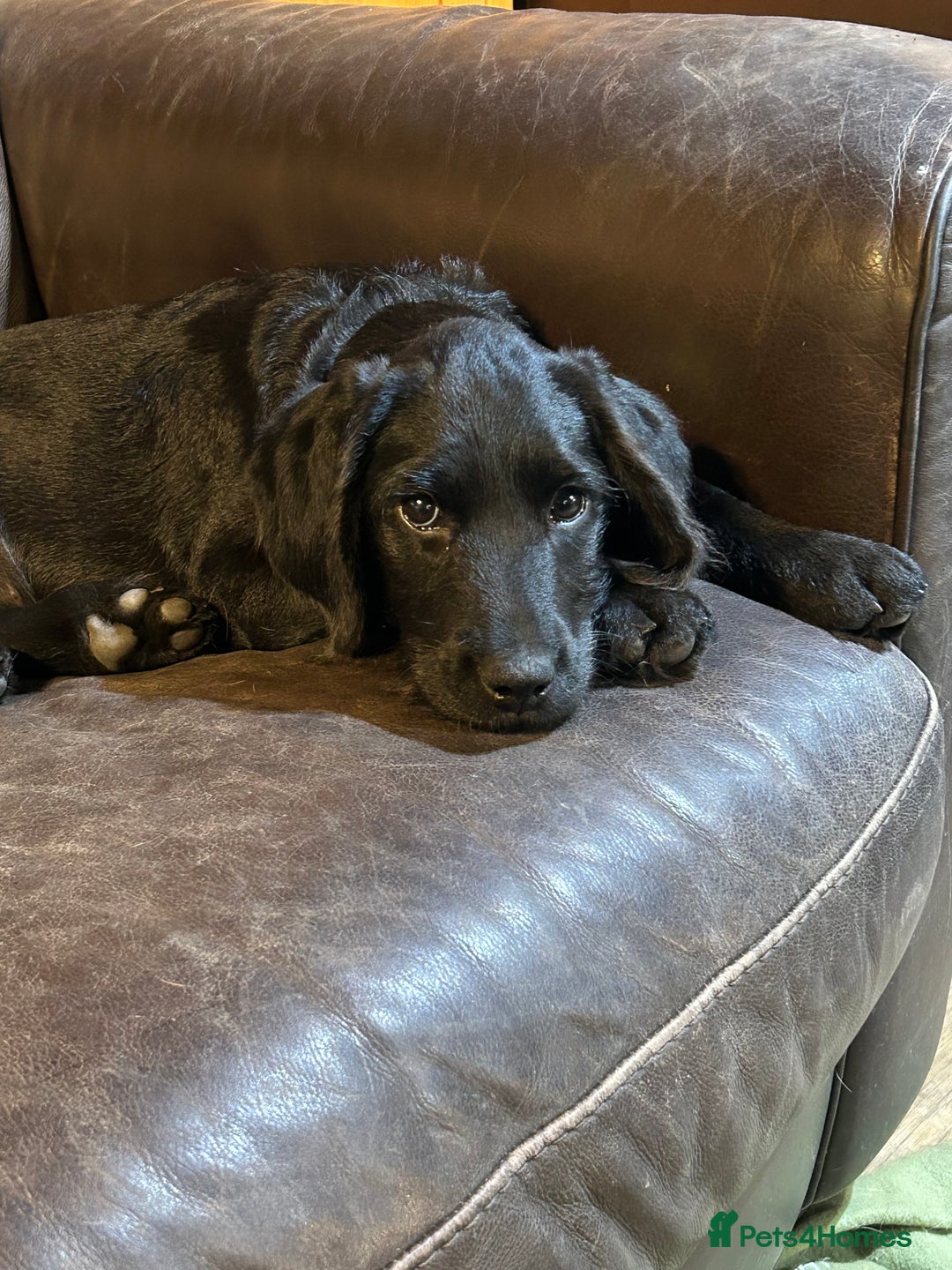 Labradoodle dogs for sale: Ready to go - Fantastic F1 Labradoodles (black) - Image 3