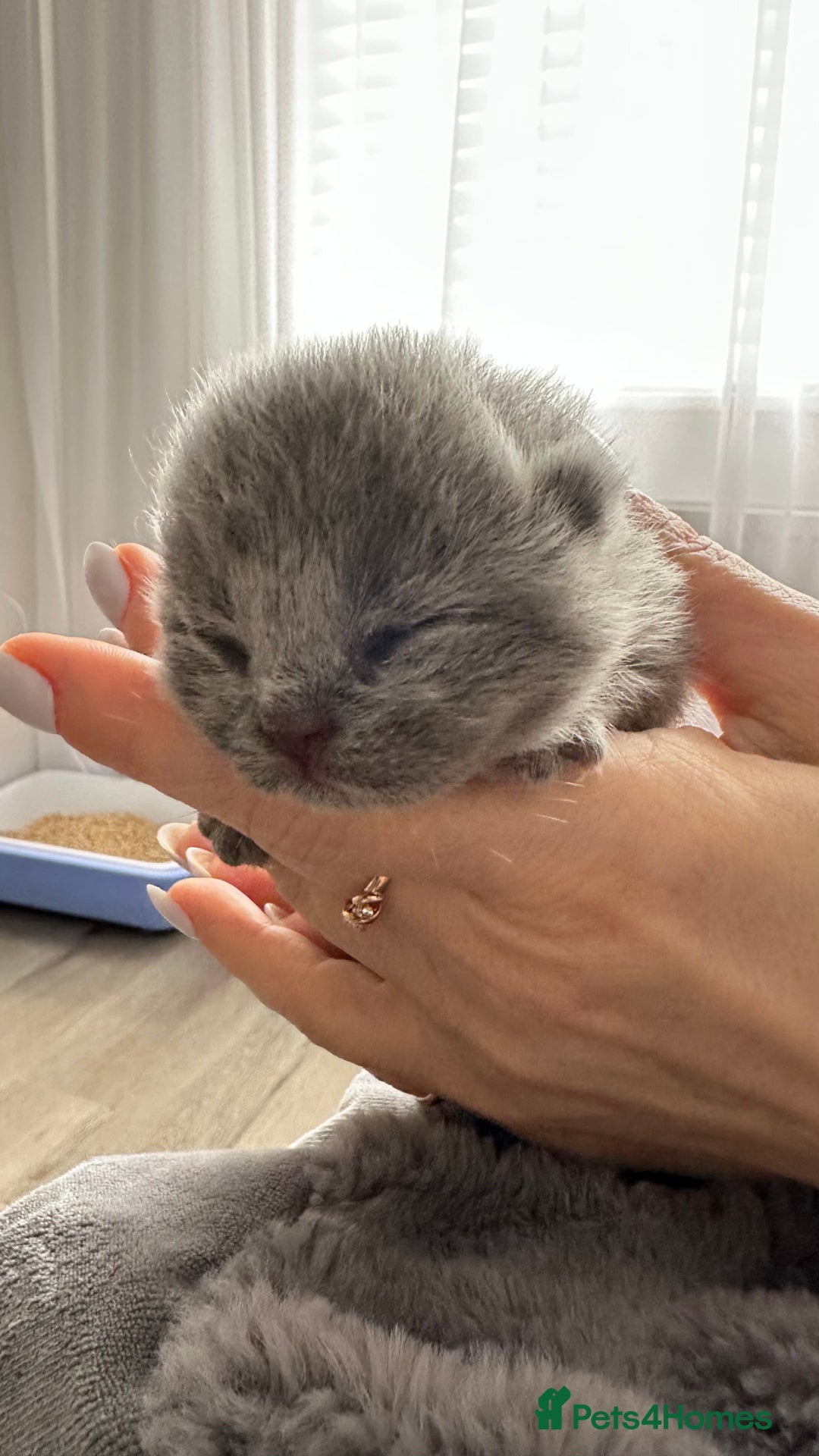 British Shorthair cats for sale: 🏆Champions line🏆BSH Blue kittens  - Image 13