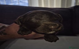 Sproodle dogs for sale: 2 choc girls left and 1 white & brown boy - Image 4