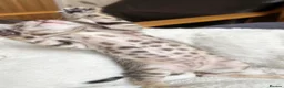 Bengal cats for sale: our stunning bengal boy lizard  - Advert 5