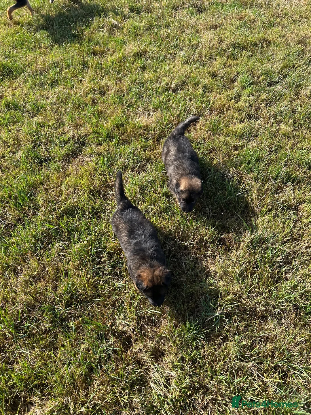 German Shepherd dogs for sale: Healthy & Chunky German Shepherd Puppies - Advert 2