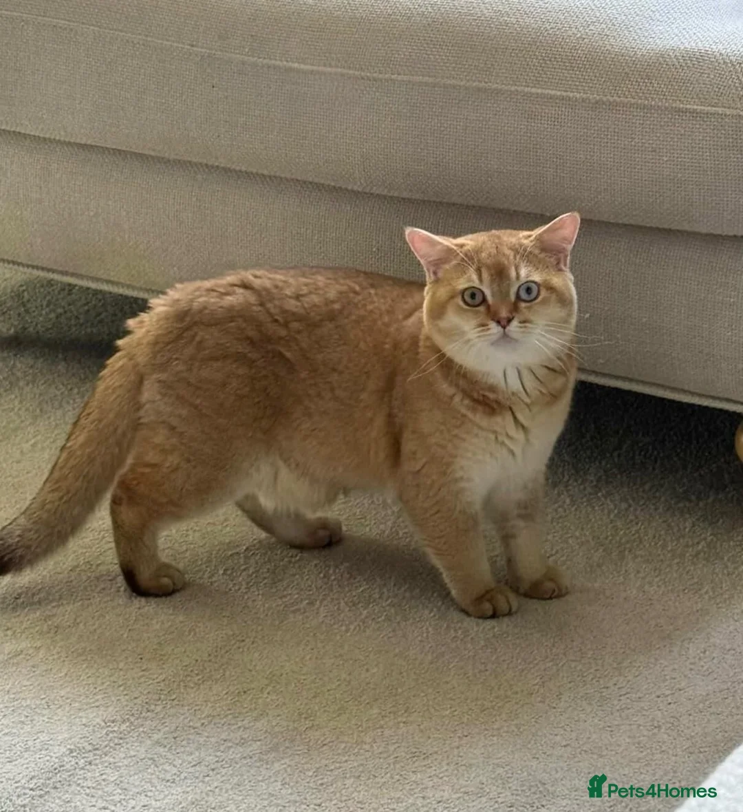 British Shorthair cats for sale: Chocolate golden DBE odd-eyed TICA stud for sale - Advert 6
