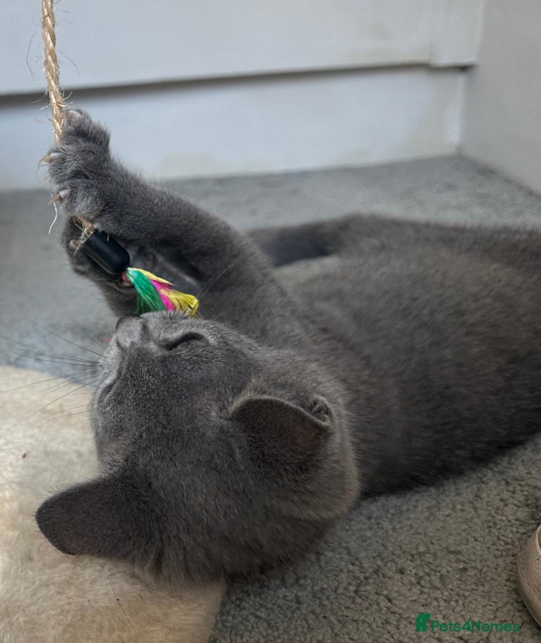 Russian Blue cats for sale: Russian Blue Kitten - Image 15