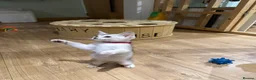 Abyssinian cats for sale: Silver Abyssinian kittens  - Advert 3