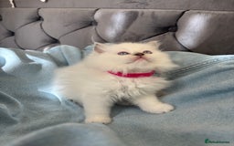 Ragdoll cats for sale: Perfect little blue point Ragdoll girls x5 - Image 7