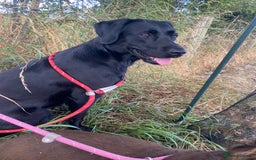 Labrador Retriever dogs for sale: KC Registered Labrador Puppies Ready 24th November - Image 17