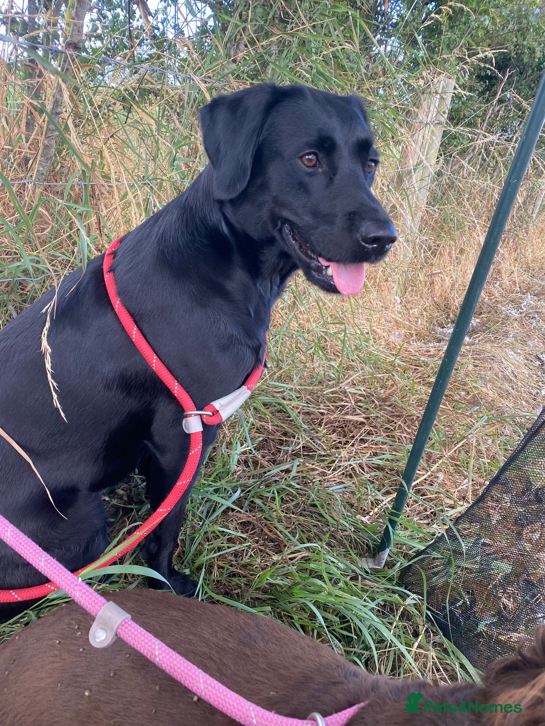 Labrador Retriever dogs for sale: KC Registered Labrador Puppies Ready 24th November - Image 17