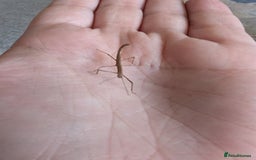 Stick Insects invertebrates for sale: Free stick insects - Image 3