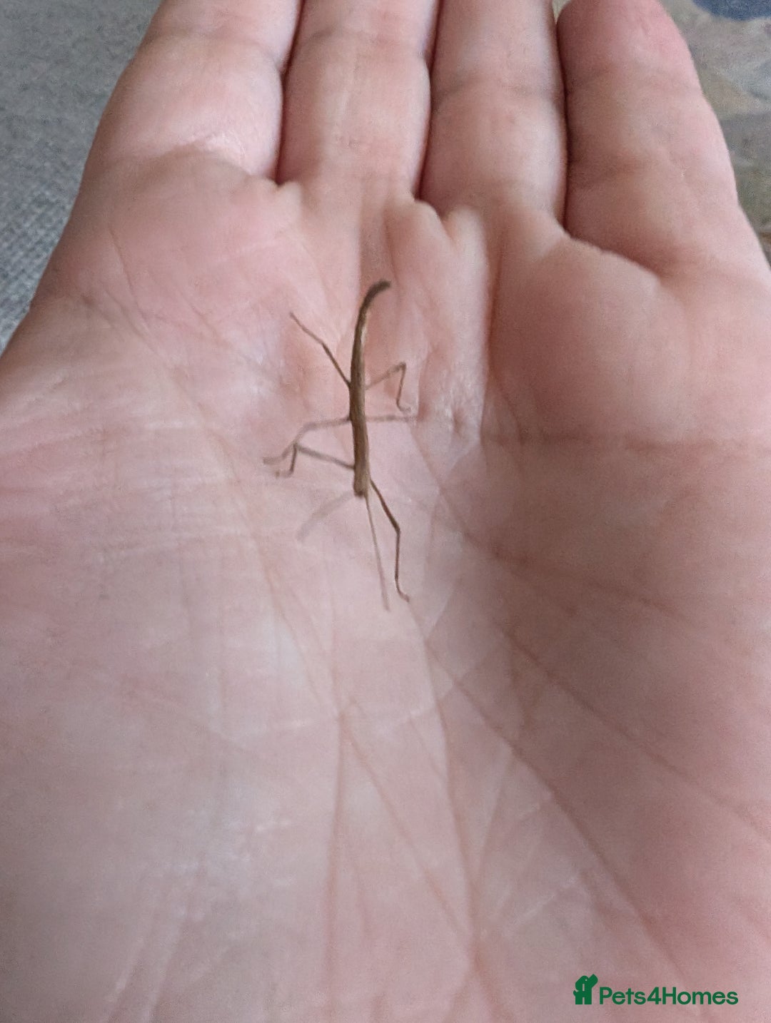 Stick Insects invertebrates for sale: Free stick insects - Image 3