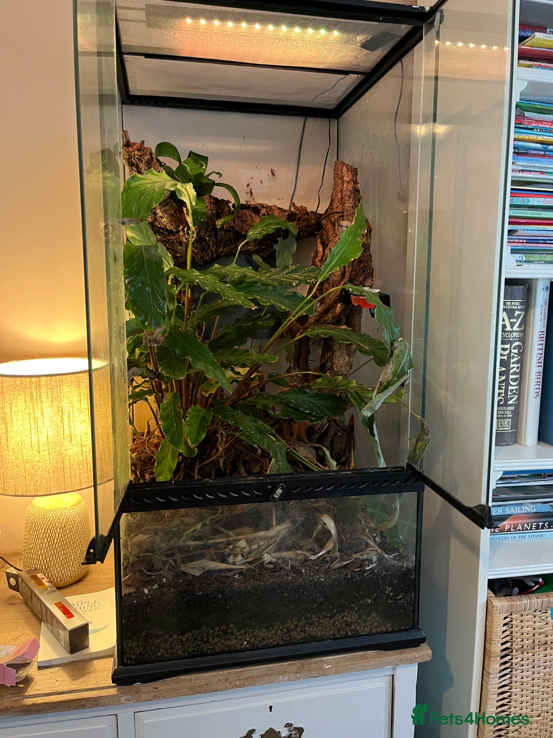 Gecko reptiles for sale: Male Crested Gecko and inclosure. - Image 1