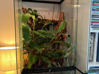 Gecko reptiles for sale - Advert 1