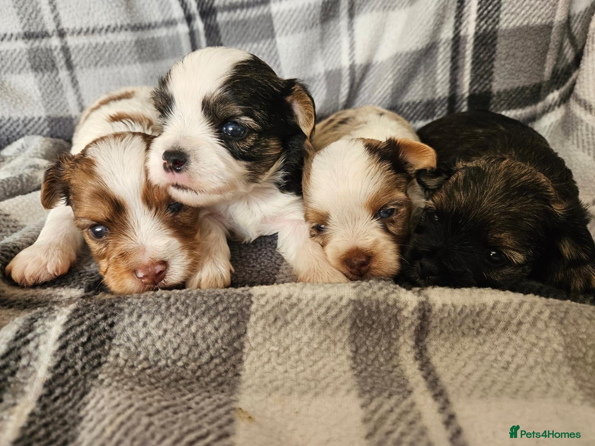 Yorkshire Terrier dogs for sale: Merle and Sable (Ocean Pearl) Yorkie puppies  - Advert 2