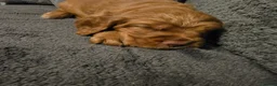 Cocker Spaniel dogs for sale: Cocker Spaniel Puppies - Advert 18