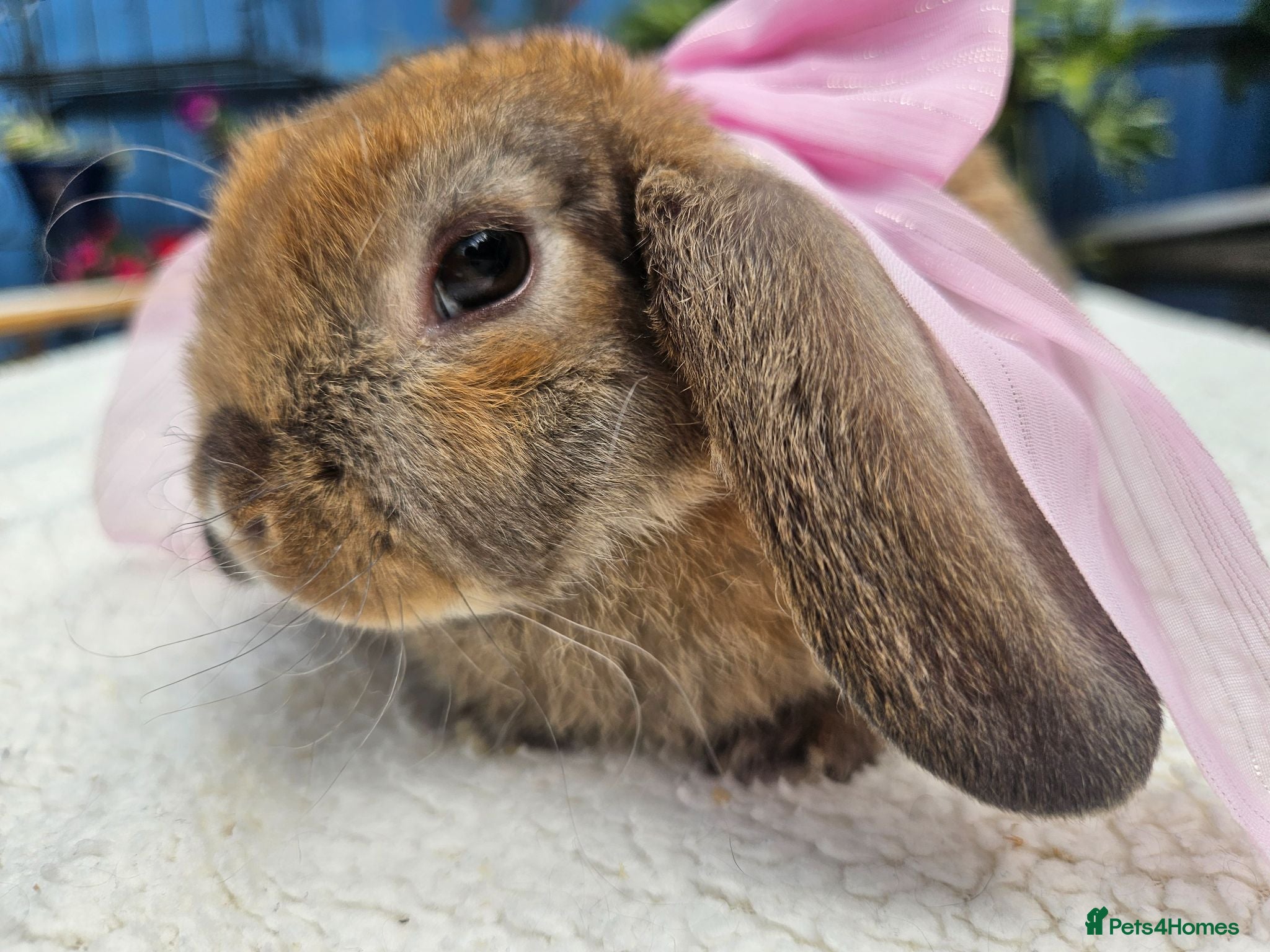 Mini Lop rabbits Pure bred Mini Plush Lops SUFFOLK PLUSH - Advert 1