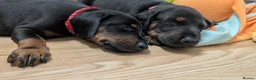 Dobermann dogs for sale: KC registered litter of 5 Dobermann puppies - Advert 27