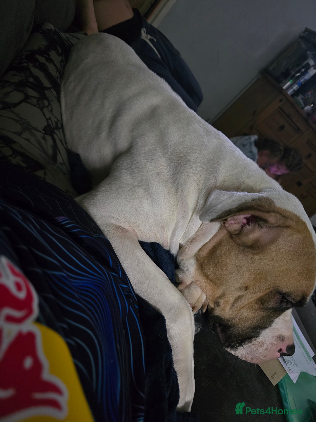 American Bulldog dogs for sale: American bulldog  - Advert 3