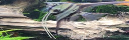 Angelfish fish for sale: Old school standard stripes Angel Fish - Advert 10