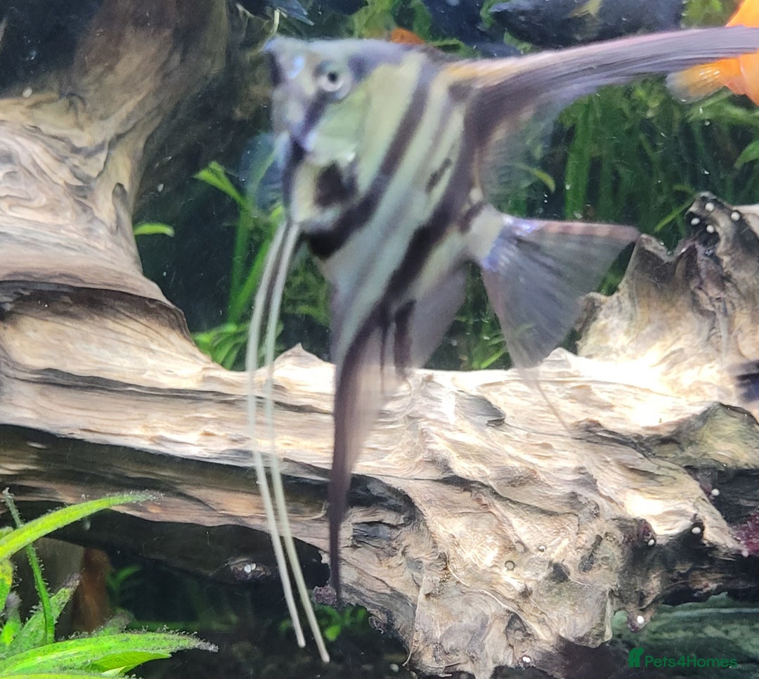 Angelfish fish for sale: Old school standard stripes Angel Fish - Advert 10