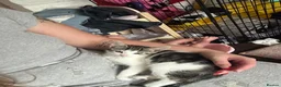 Mixed Breed cats for sale: 2 female kittens  - Advert 3