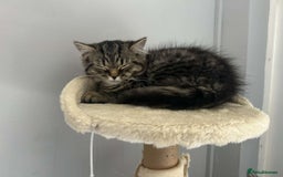 Persian cats for sale: 2 loving Persian Kittens for sale  - Image 23
