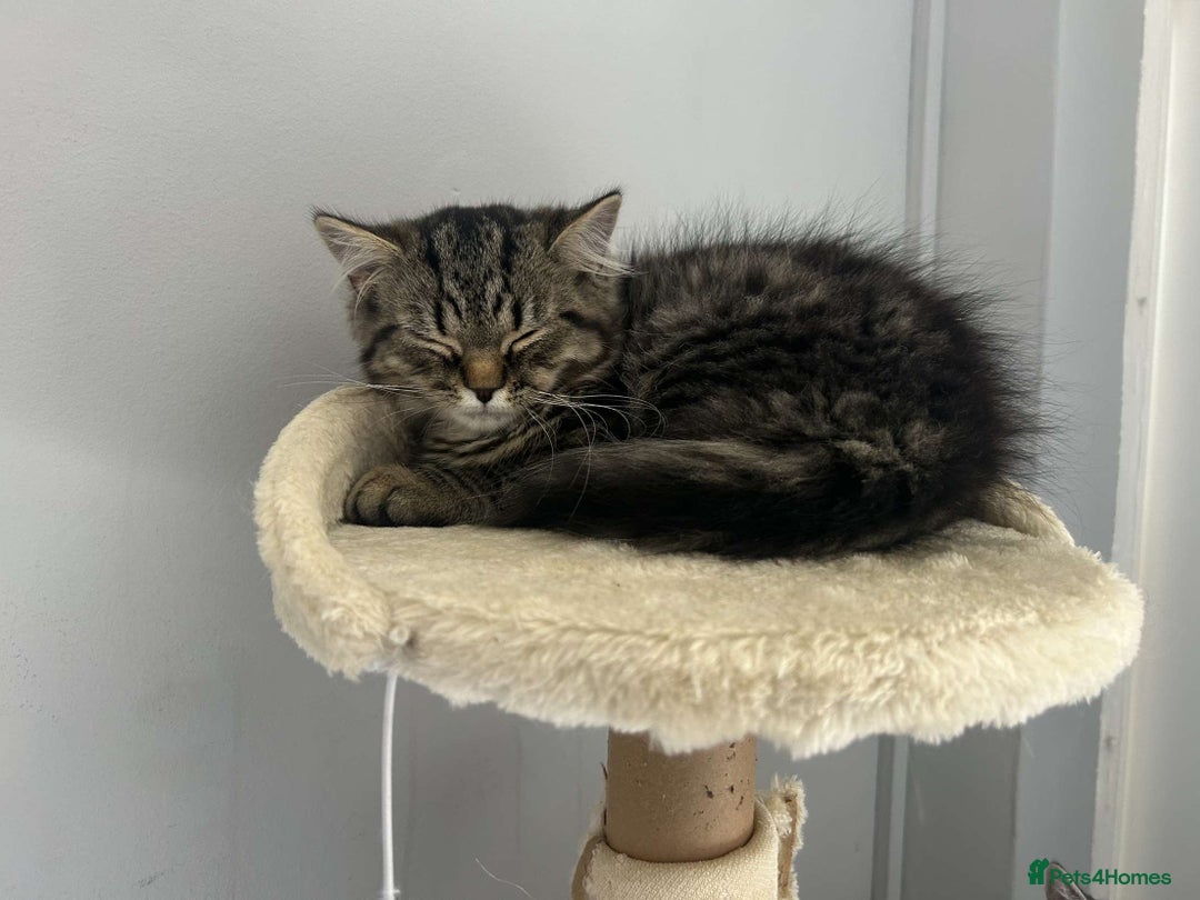 Persian cats for sale: 2 loving Persian Kittens for sale  - Image 23