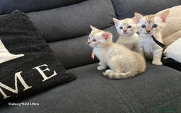 Bengal cats for sale: 3 beautiful pure snow bengal kitten  - Image 10