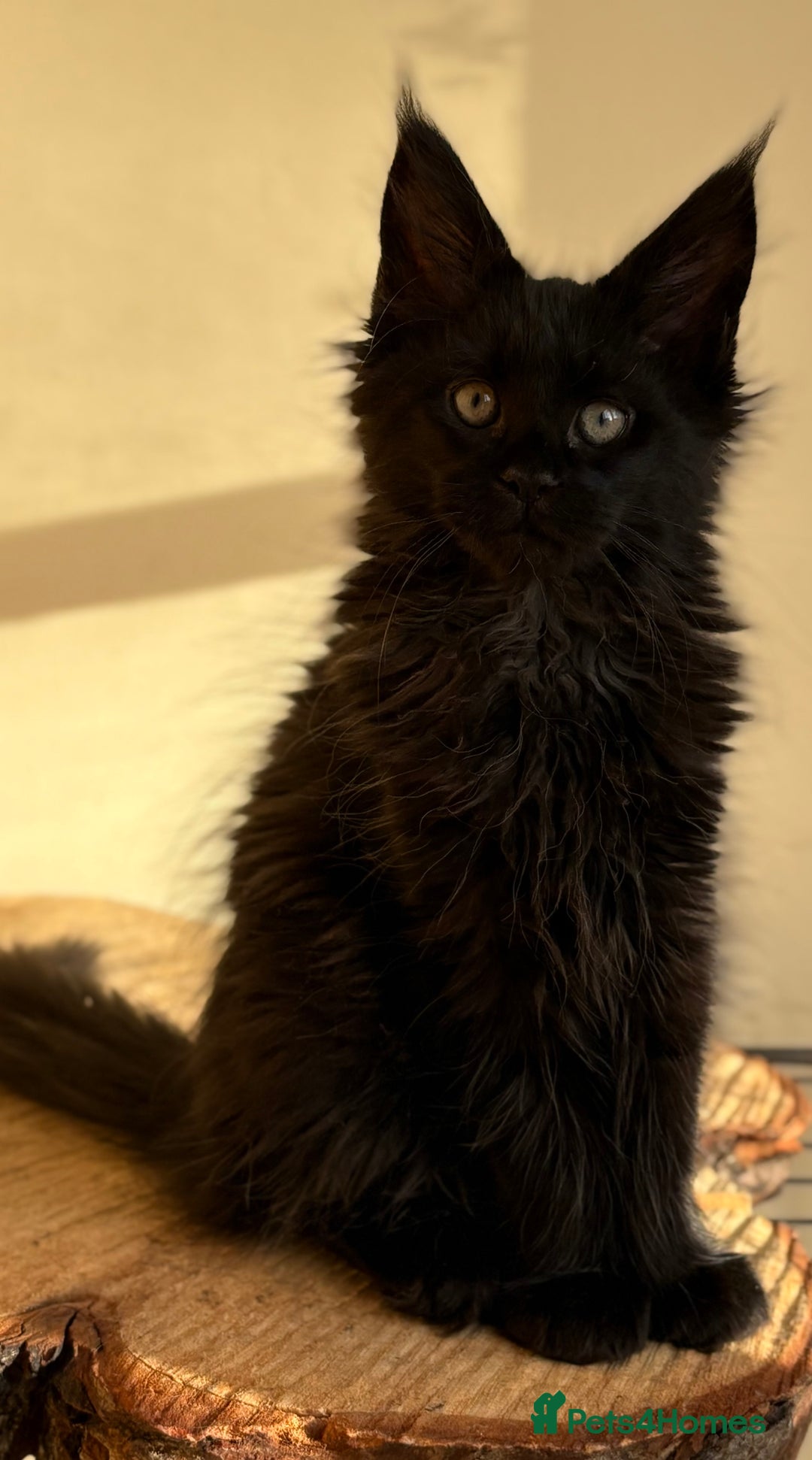 Maine Coon cats for sale: Beautiful Maine coon kittens - Advert 22