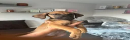Mixed Breed dogs for sale: Rhodesian Ridgeback x Dutch herder puppies - Advert 7