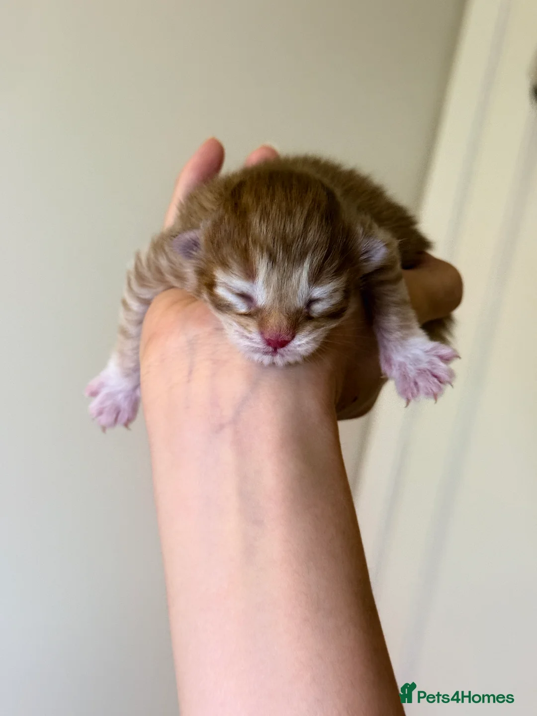 Maine Coon cats for sale: Purebred Adorable Maine Coon Kittens Available - Advert 16