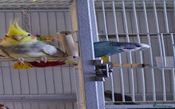 Cockatiels birds for sale: Cockatiel and budgie - Image 1