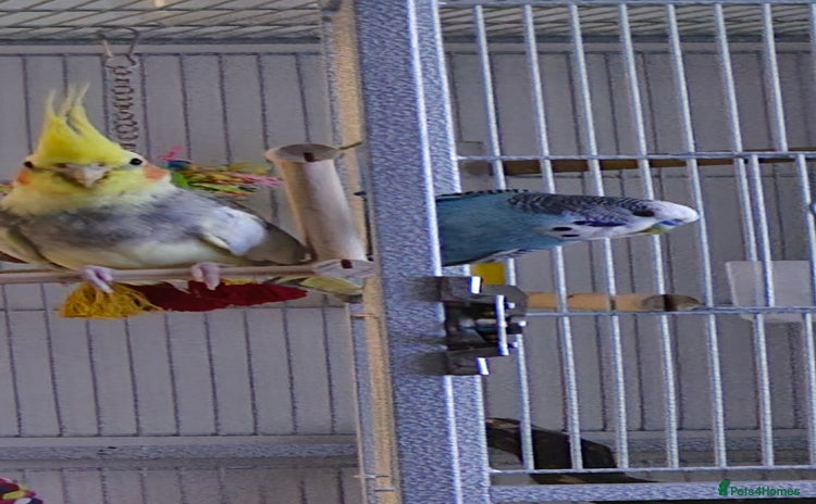 Cockatiels birds - Advert 1