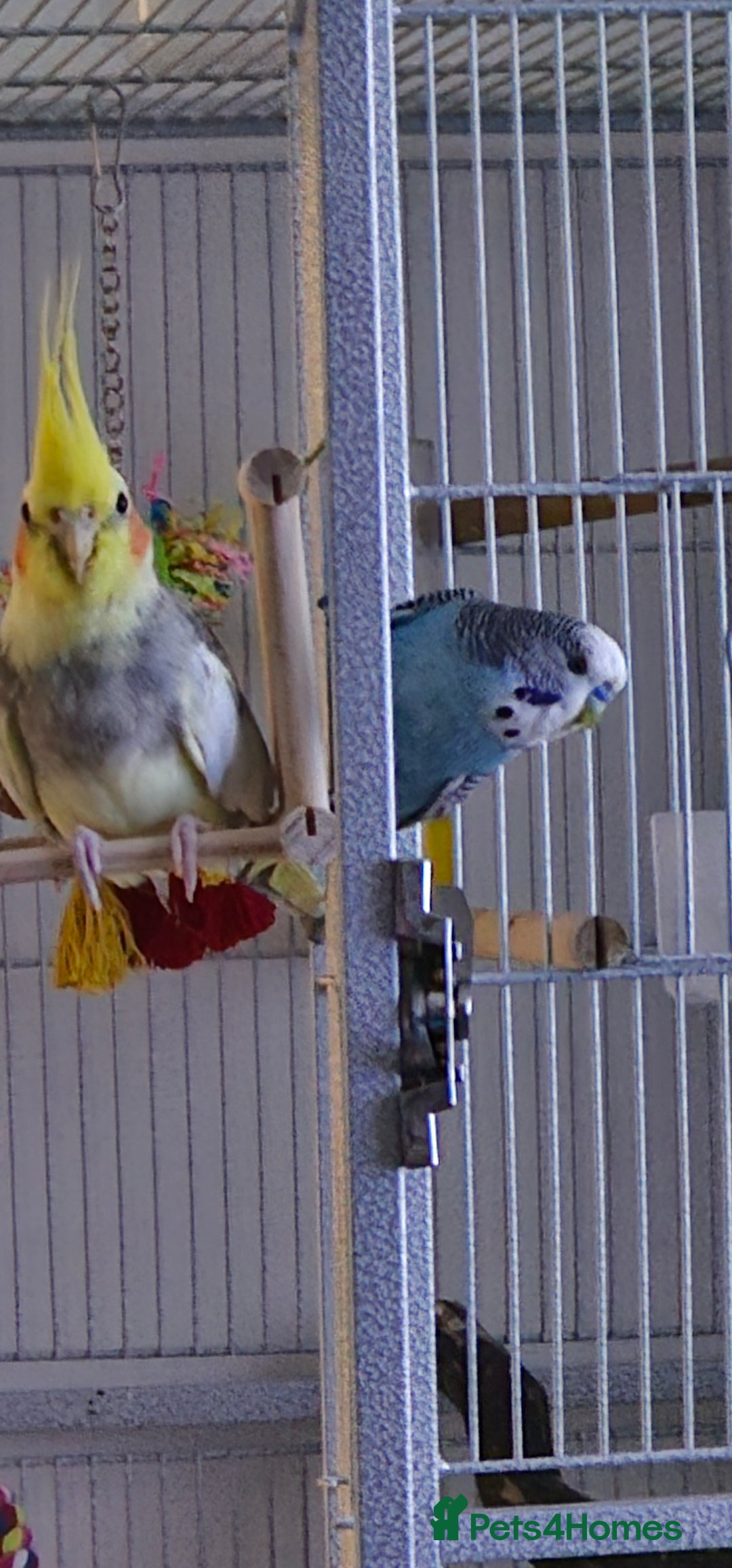 Cockatiels birds for sale: Cockatiel and budgie - Image 1