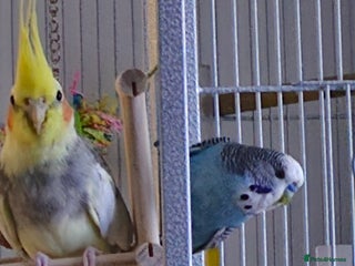 Cockatiels birds - Advert 3