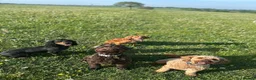 Cocker Spaniel dogs for stud: Working Cocker Spaniel Stud (proven) - Advert 17