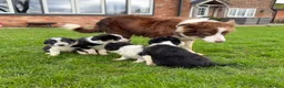 Border Collie dogs for sale: 🌟Beautiful Border Collies🌟 - Advert 1