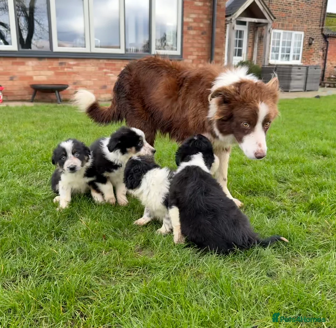 Border Collie dogs for sale: 🌟Beautiful Border Collies🌟 - Advert 1